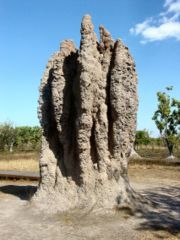 A termite mound made by the cathedral termite