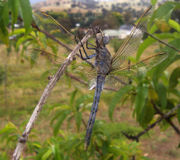 Orthetrum caledonicum, the Blue Skimmer dragonfly