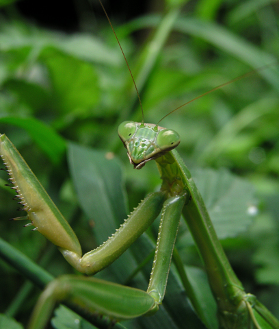 Image:Zorak-Mantis.png