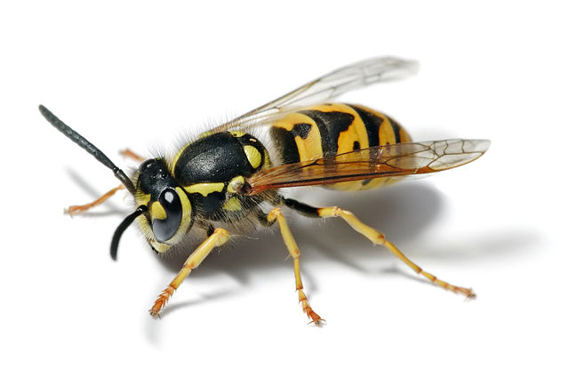 Image:European wasp white bg.jpg