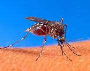 Aedes aegypti, a parasite, and vector of dengue fever and yellow fever