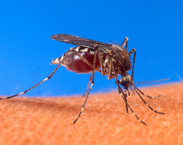 Image:Aedes aegypti biting human.jpg