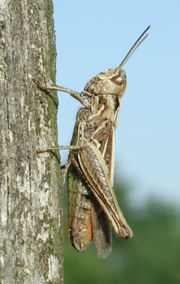 Chorthippus biguttulus, a grasshopper