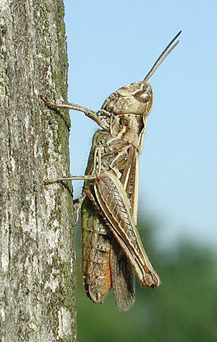 Image:Chorthippus biguttulus f 8835.jpg