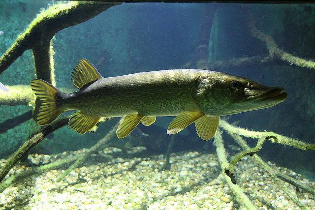 Image:Esox hdm.JPG