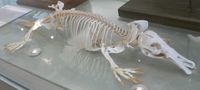 Platypus skeleton