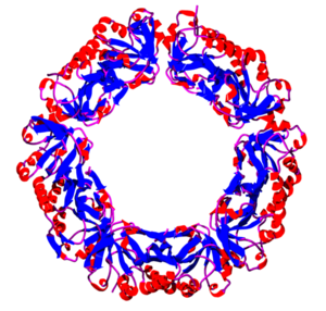 Decameric structure of AhpC, a bacterial 2-cysteine peroxiredoxin from Salmonella typhimurium.