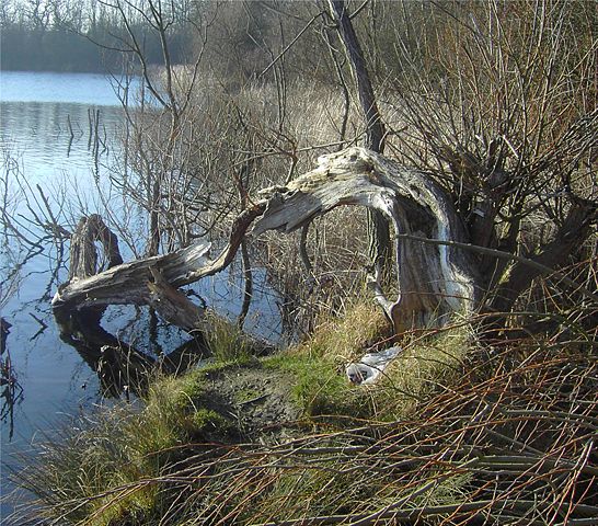 Image:Gnarled Tree.jpg