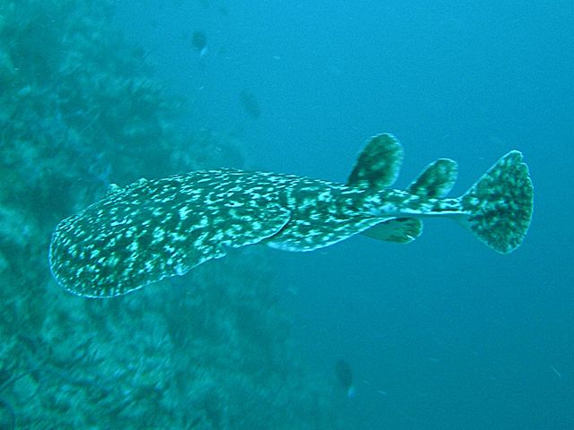 Image:Torpedo fuscomaculata2.jpg