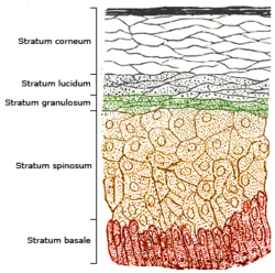 The epidermal strata of the skin. Production is greatest in the stratum basale (colored red in the illustration) and stratum spinosum (colored orange).