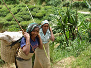 Hill Country Tamil women working on a tea plantation in upcountry Sri Lanka.