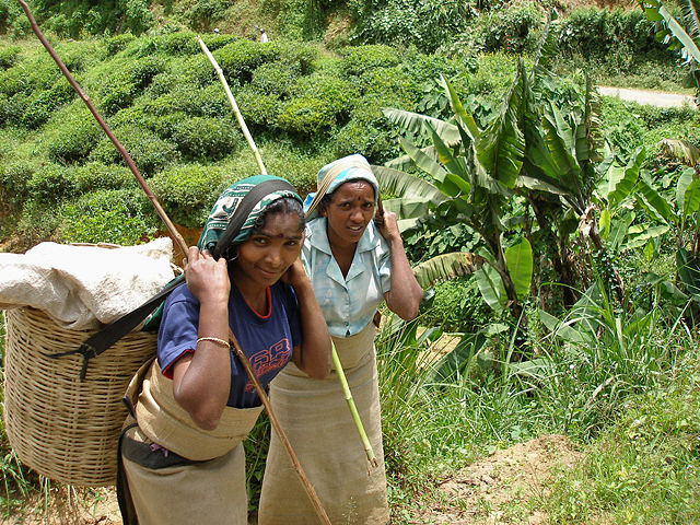 Image:Tea estate workers.jpg