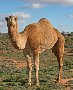 Dromedary, Camelus dromedarius
