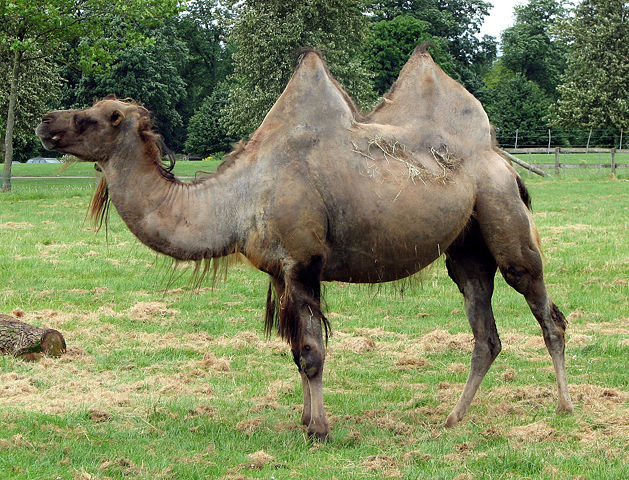 Image:Bactrian.camel.sideon.arp.jpg