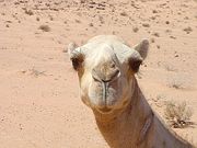 Camelus dromedarius, Wadi Rum, Jordan.