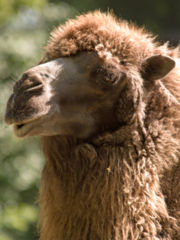 A camel's thick coat is one of their many adaptations that aid them in desert-like conditions.