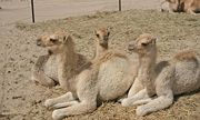 Domesticated camel calves in Dubai.