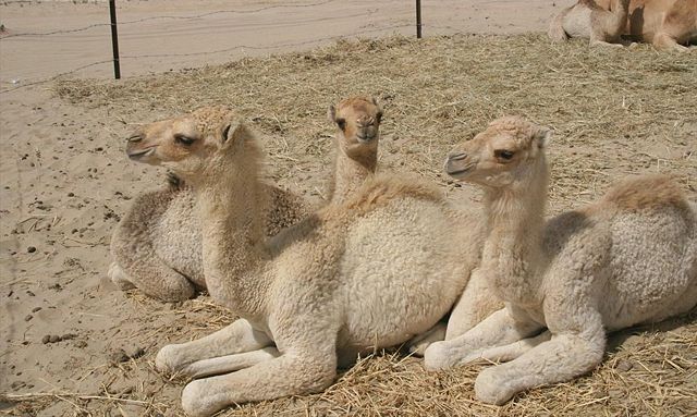 Image:Camels in Dubai 2.jpg