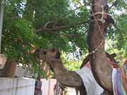Exhibition camels munching neem leaves on a street at Guntur City, Andhra Pradesh, India.