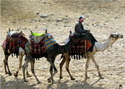 Domsticated camels at the Pyramids of Giza