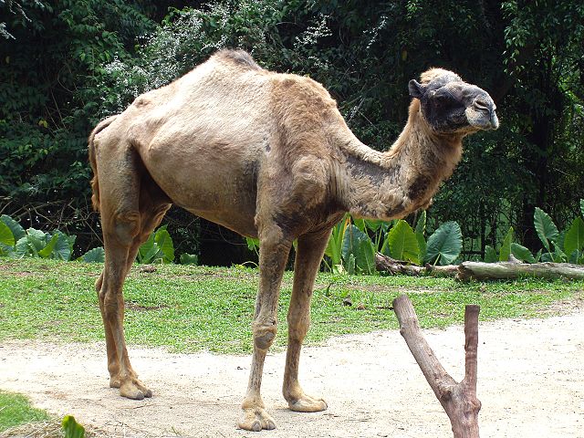 Image:Camelus dromedarius in Singapore Zoo.JPG