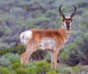 Pronghorn are commonly found on the grasslands in the park.