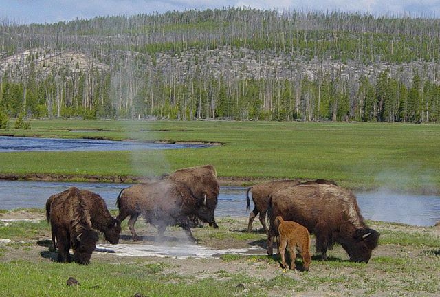 Image:Bison near a hot spring in Yellowstone.JPG