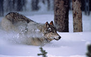 A reintroduced gray wolf in Yellowstone National Park