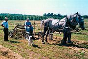 Amish family farming with horses