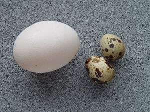 Chicken egg (left) and quail eggs (right), types of egg commonly used as food