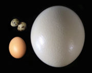 Ostrich egg (right), compared to chicken egg (lower left) and quail eggs (upper left)