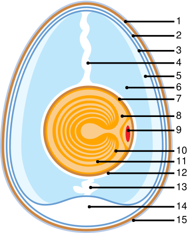 Image:Anatomy of an egg.svg