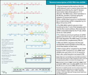 Reverse transcription of the HIV genome into double strand DNA