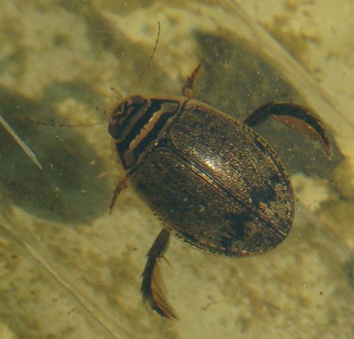 Image:Acilius sulcatus.gemeiner furchenschwimmer.jpg