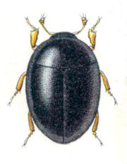 Sphaerius acaroides, a member of the small suborder Myxophaga