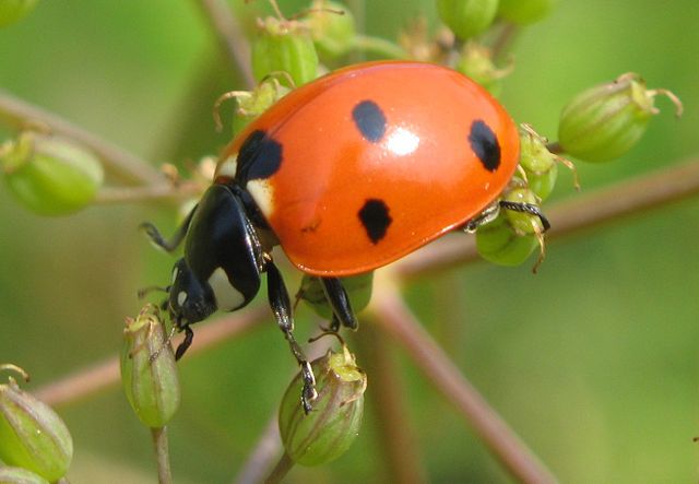 Image:Lady-beetle-close-up.jpg
