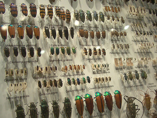 Image:Beetle collection.jpg