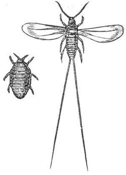 Female (left) and male (right) Cochineals.