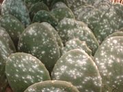Cochineal-infested pads of the cactus Opuntia ficus-indica.
