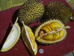 Durio kutejensis fruits, also known as durian merah