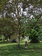 Durian tree, compared to human height