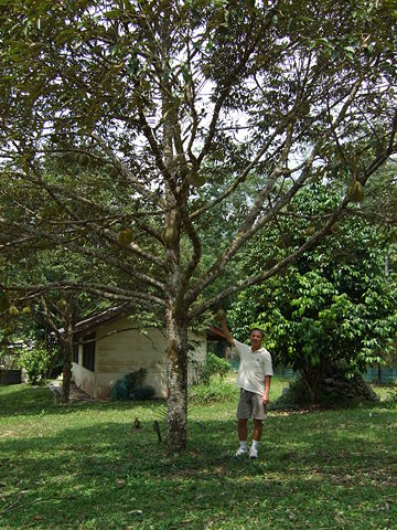 Image:Durian tree in malaysia.jpg