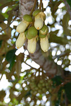 Durian flowers are usually closed during the daytime.