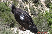 A Condor in the Grand Canyon, Arizona.