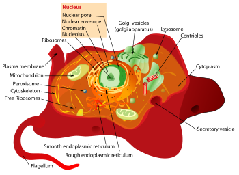 Structure of a typical animal cell.