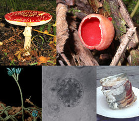 Clockwise from top left: Amanita muscaria, a basidiomycete; Sarcoscypha coccinea, an ascomycete; black bread mold, a zygomycete; a chytrid; a Penicillium conidiophore.