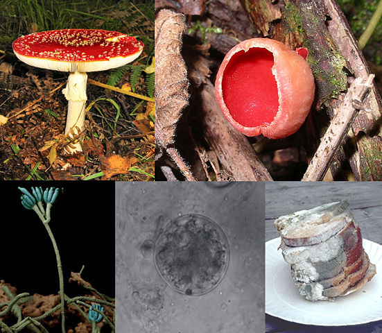 Image:Fungi collage.jpg