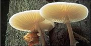 The mushroom Oudemansiella nocturnum eats wood