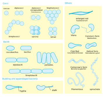 Bacteria display a large diversity of cell morphologies and arrangements