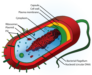 Diagram of the cellular structure of a typical bacterial cell